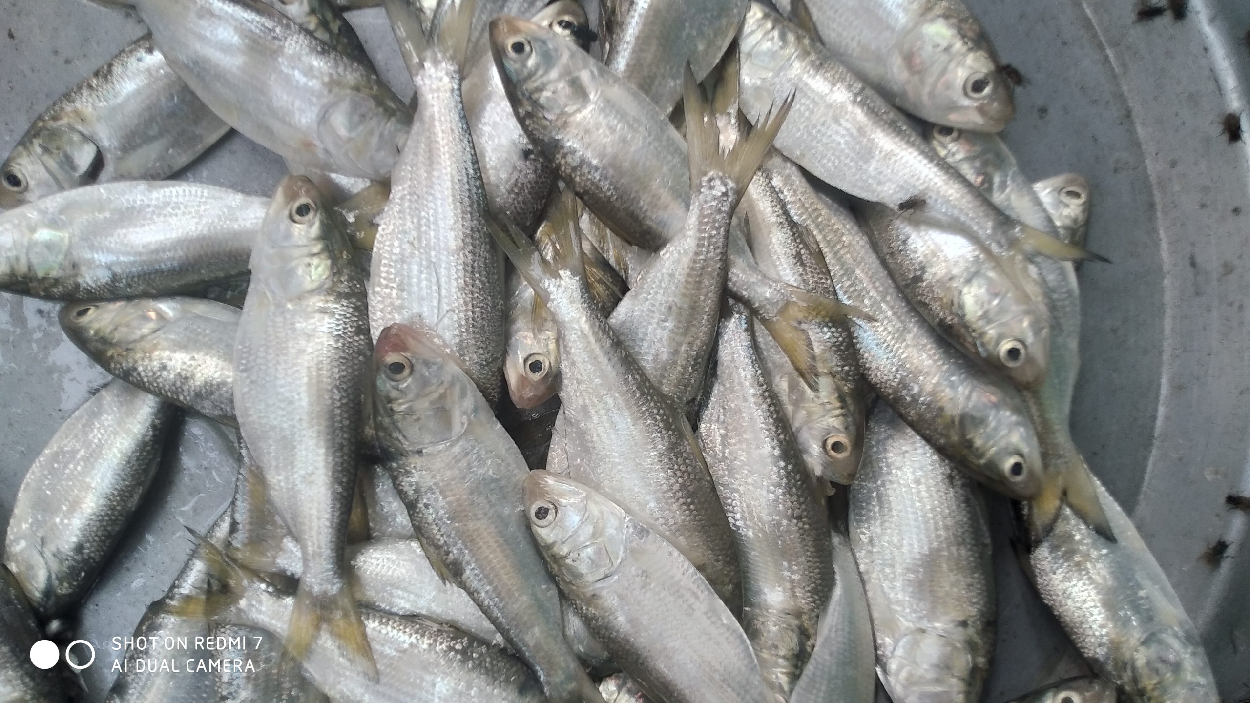 টঙ্গীবাড়ীতে প্রশাসনের অভিযান না থাকায় মৎস্য আড়তগুলোতে দেদারসে চলছে জাটকা বিক্রি