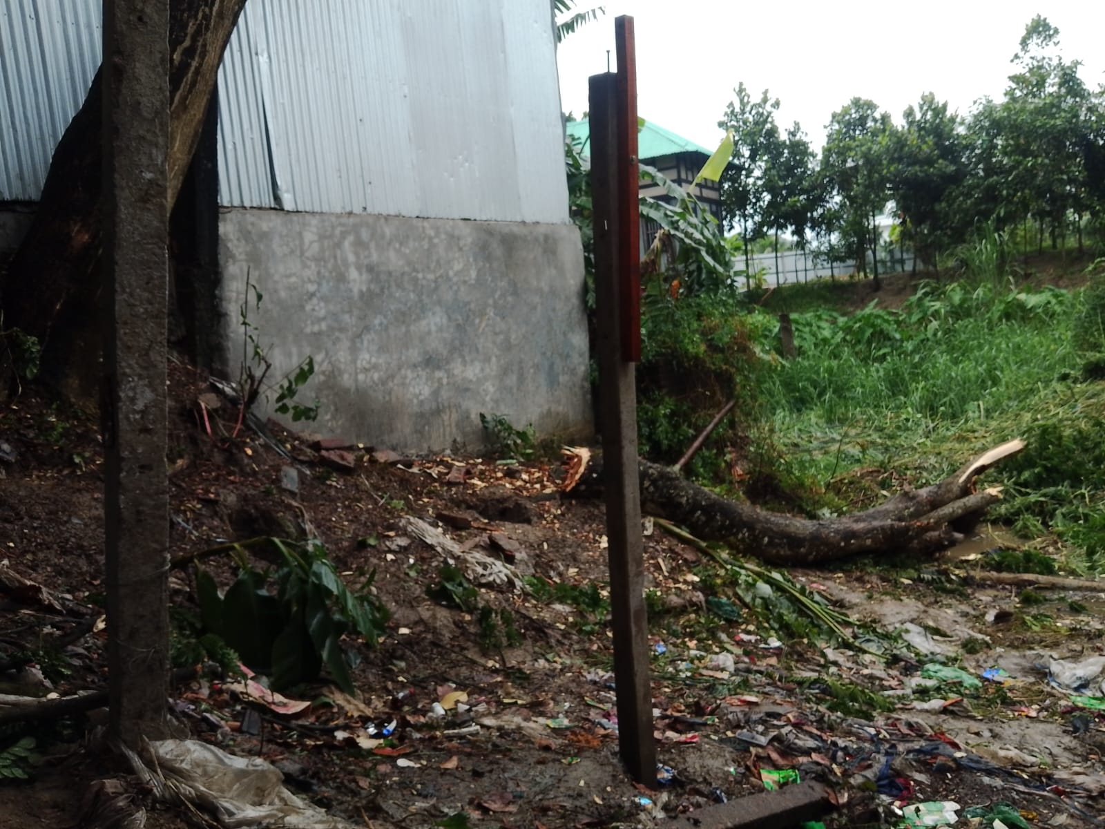 টঙ্গীবাড়ীতে খাস জমির গাছ কাটার অভিযোগ, রাস্তা বন্ধ করে ঘর নির্মাণেরও দাবি